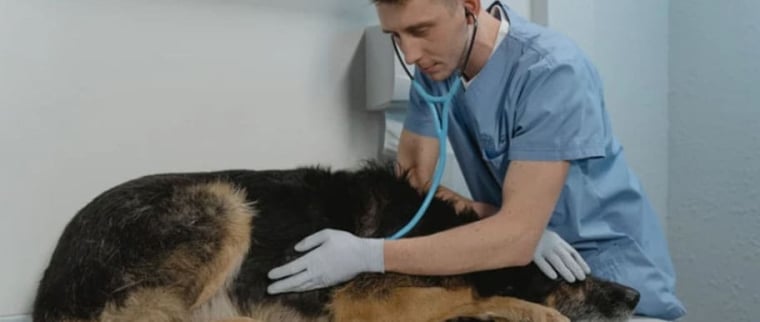 Urgence v&eacute;t&eacute;rinaire