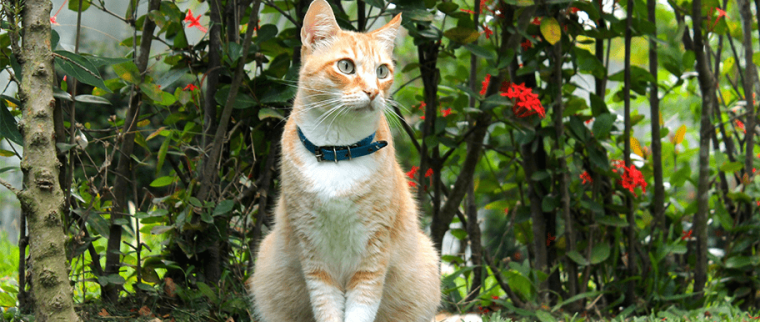chat devant des fleurs