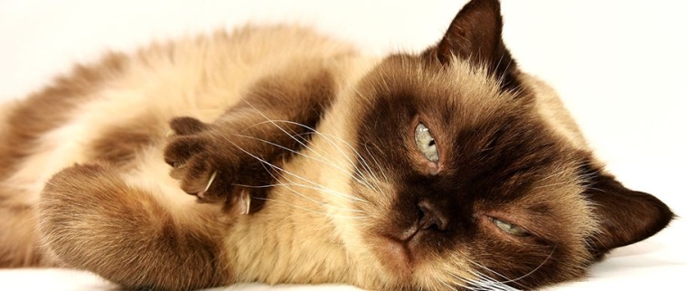 calmer un chat