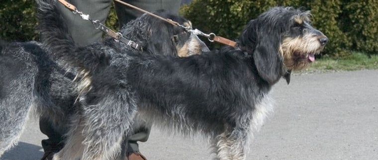 Griffon bleu de Gascogne