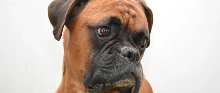 assurance-boxer