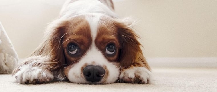 cavalier king charles