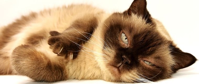Scanner pour chat