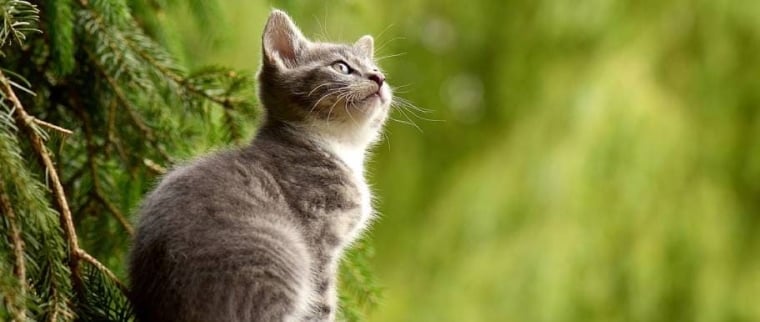 Animaux abandonn&eacute;s