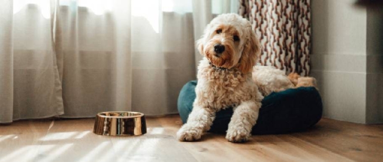 Répulsif naturel pour chien