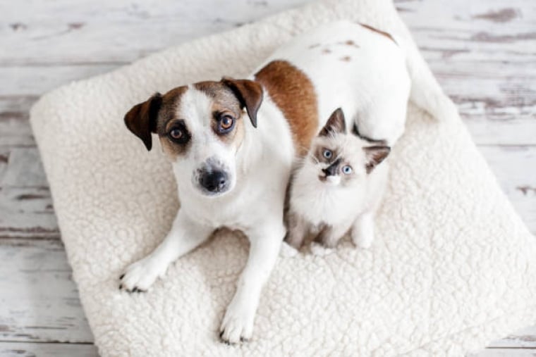 Chien chat sur un coussin