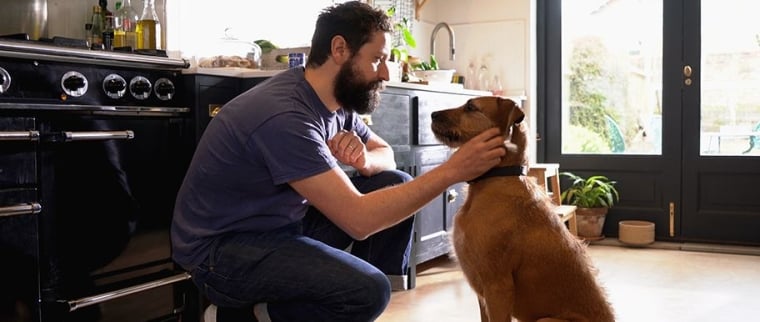 occuper chien sans se fatiguer