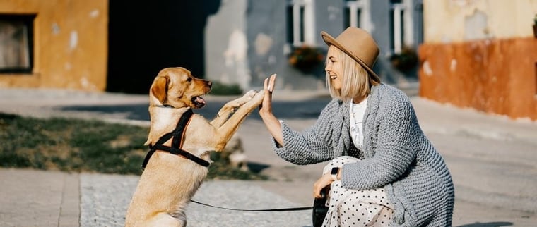 Comparateur d&rsquo;assurance pour animaux