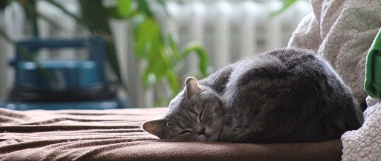 chat maison