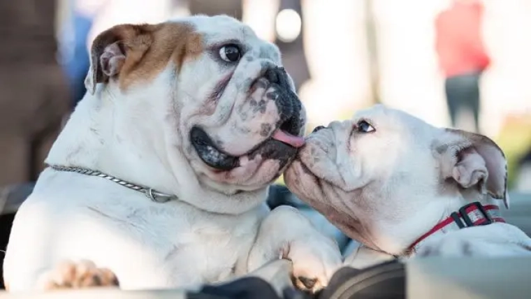 Assurance Bouledogue Anglais