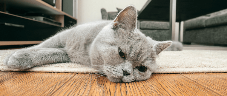 chat oeil qui coule