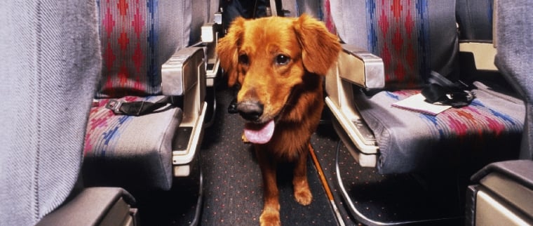 Voyager avec son chien