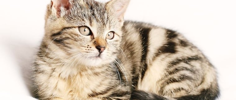 séparation chat