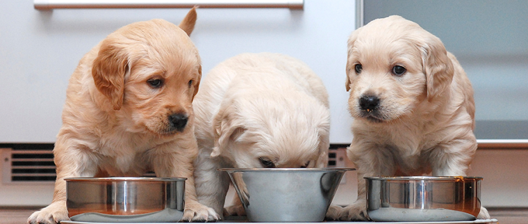 Petits chiots