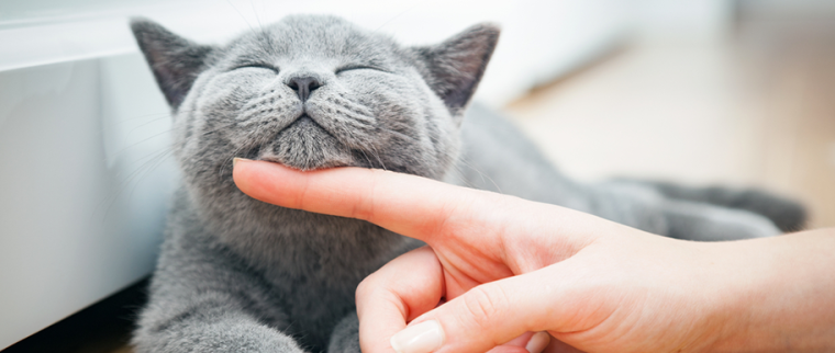 femme caresse un chat