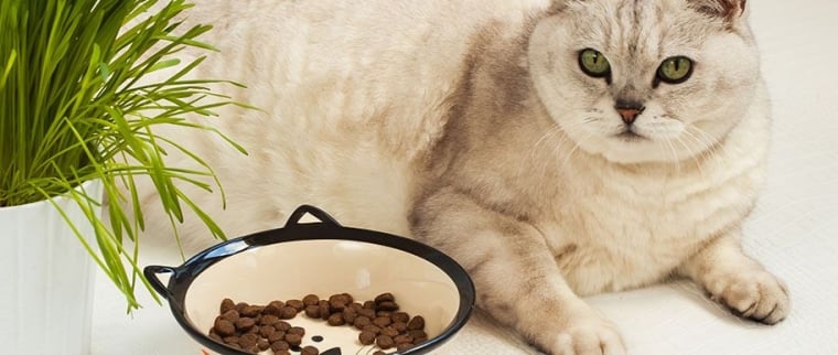 Les sucreries et le chat