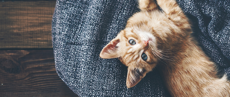 chat allongé dans une couverture