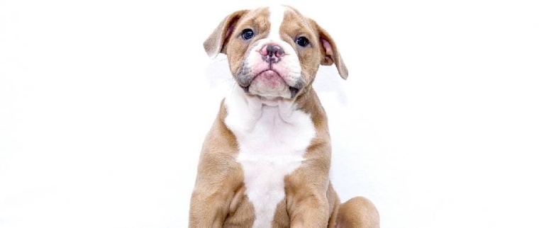 Dermatite du chien