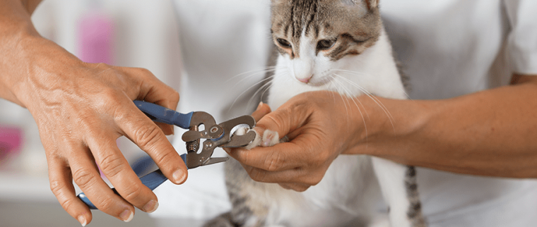 couper les griffes d&rsquo;un chat