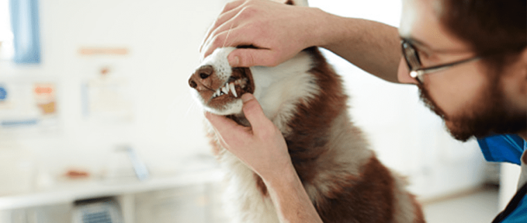 d&eacute;tartrage chien
