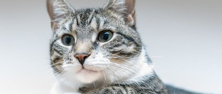Assurance pour animaux