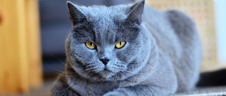 chat chartreux