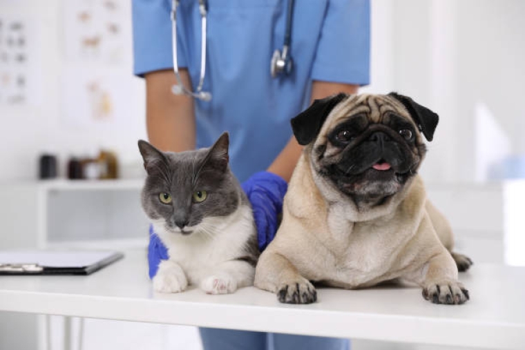 Chien et Chat