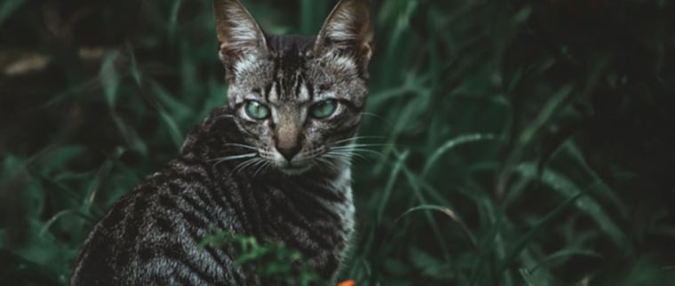 chat Toyger