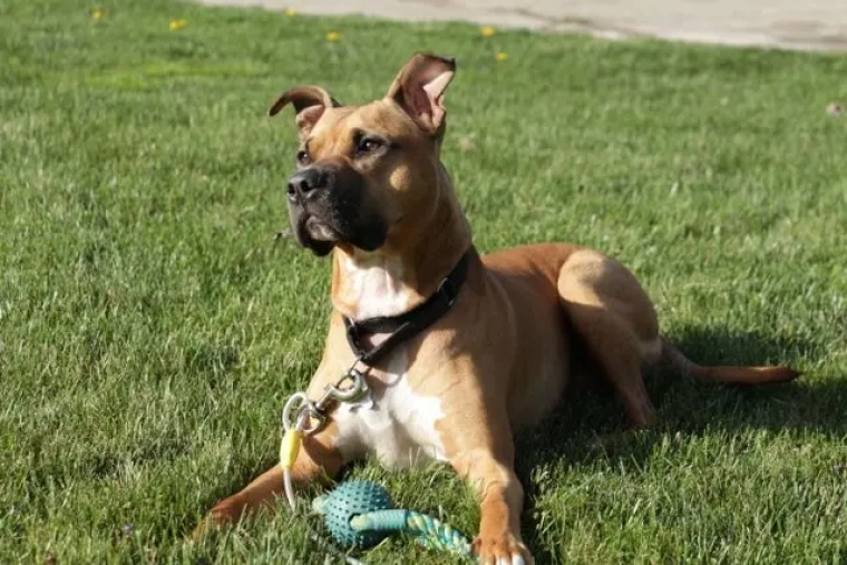Assurance American Staffordshire