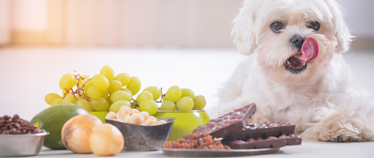 aliments interdits pour les chiens