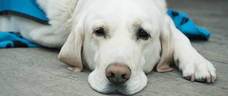chien_allongé_toux