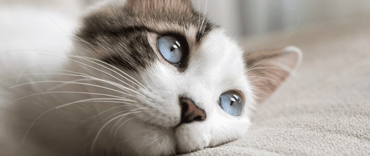 Chat à tête reposée