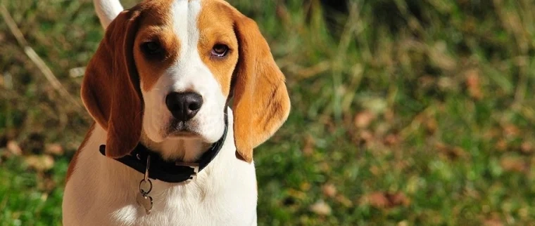 assurance beagle