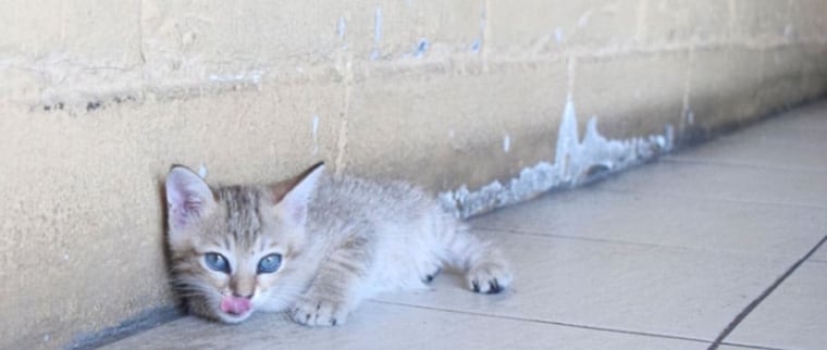 luxation chat