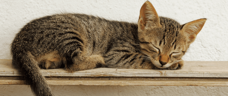 sommeil du chat