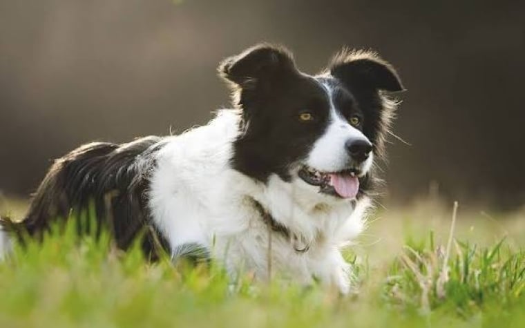 Assurance Border Collie