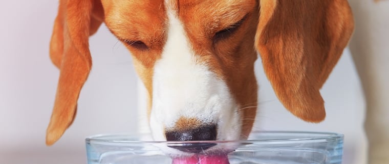 chien qui boit