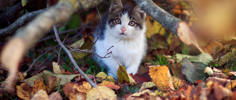 chat et feuilles d'automne