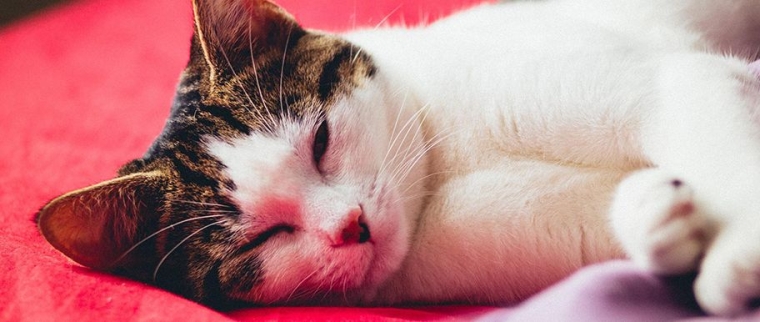 American wirehair