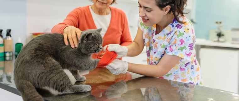 Fracture chez le chat