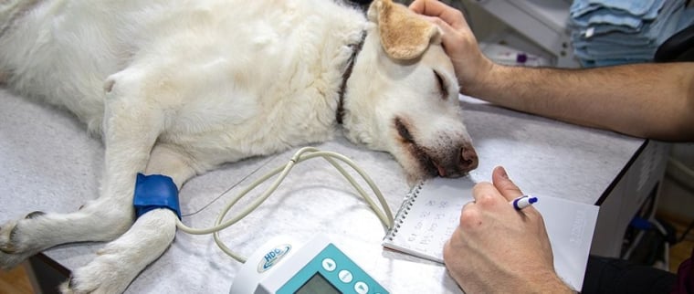 Hospitalisation d&rsquo;un chien