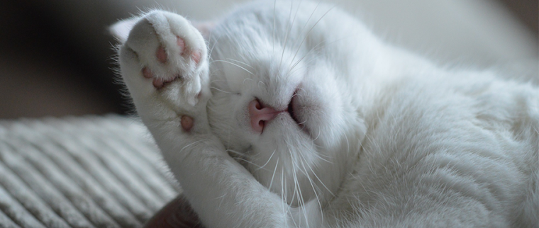 chat allongé