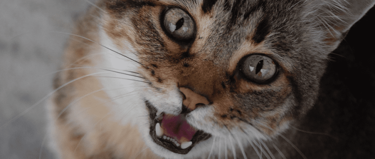 chat_marron_miaule