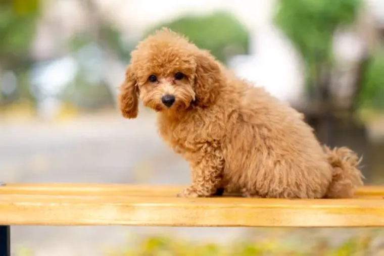 Assurance Caniche