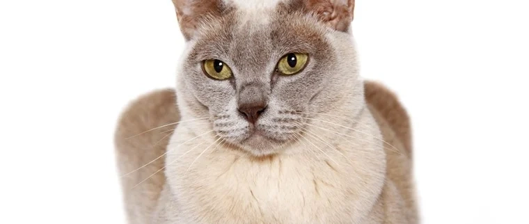 assurance Chat Burmese