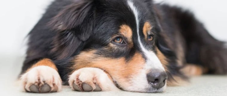maladies mortelles chez le chien