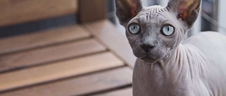 chats hypoallergéniques