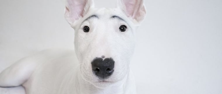 bull terrier