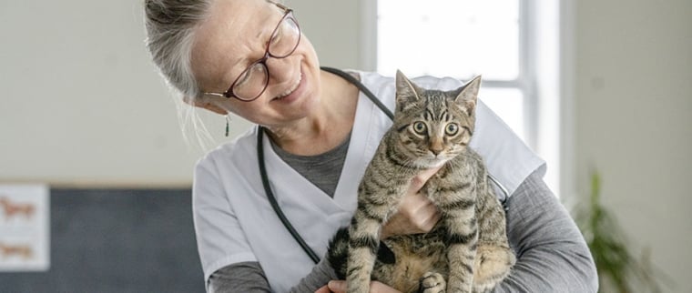 gestes premiers secours animaux