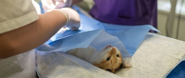 Chirurgie animaux